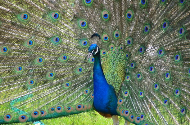 istock Peacock in Hobart, Tasmania, Australia 1696789452