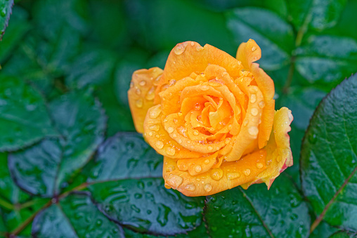 Yellow rose in a garden. Selective focus. Low DOF