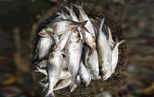 Hilsa fish in the basket close up photography