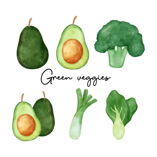 Vector illustration of Watercolor Green Vegetable Set, Fresh Avocado, leek, brocoli and bok choi