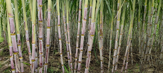 sugarcane field photography for background, Bangladesh jute land tapioca farming crop jute plant agricultural sugarcane fields,