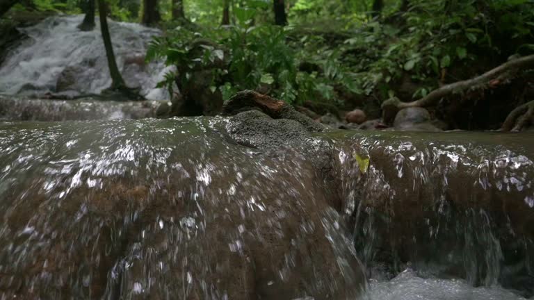 Closeup water stream flowing over mossy rocks through lush foliage plants in tropical rainforest.