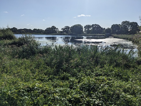 Woodberry Wetlands on the New River, near Manor House. North London
