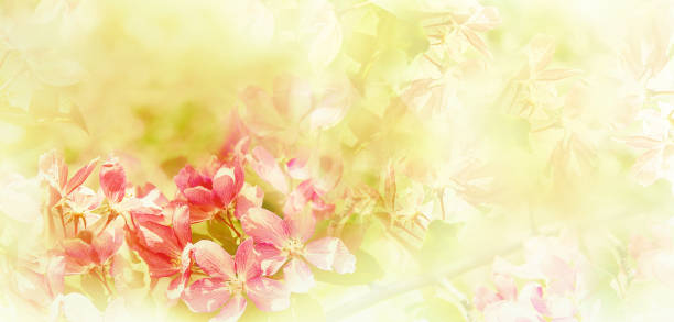 istock Floral spring background. Petals flowers. Close-up. Nature. 1696806374
