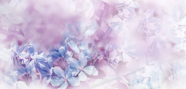 Floral spring background. Petals flowers. Close-up. Nature.