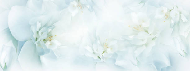 istock Jasmine    flowers.  Floral spring background.  Close-up.  Nature. 1696807315