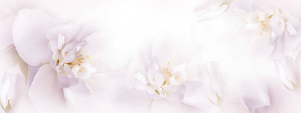 istock Jasmine    flowers.  Floral spring background.  Close-up.  Nature. 1696808424
