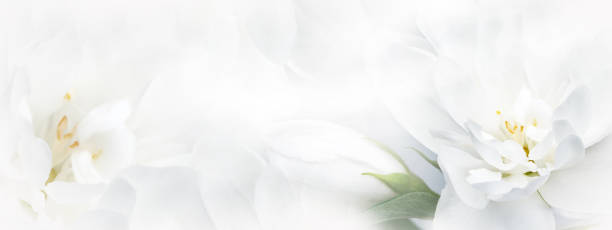 Jasmine  white  flowers.    Floral spring background.  Close-up.  Nature.