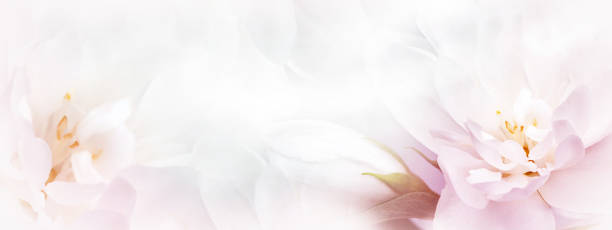 istock Jasmine  white-pink   flowers.  Floral spring background.  Close-up.  Nature. 1696812745