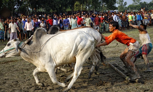 Islampur Upozila, Bangladesh, 26 june 2021: cow or Cattle race is a Traditional local sports seasonally organized in agricultural field in rural Bangladesh
