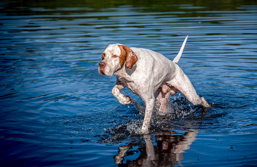 A magnificent white dog with red spots of the English poitrer breed runs on the blue water of a lake. Hunting pointer dog. Walking with a dog on a lake on a hot summer day.