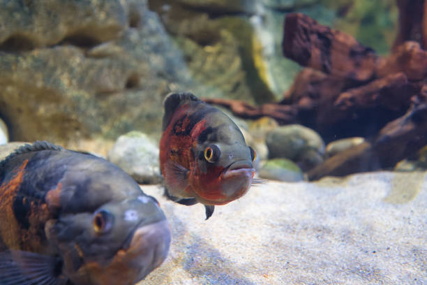 Paris Aquarium, France, The oscar is a species of fish from the cichlid family known under a variety of common names, including tiger oscar, velvet cichlid, and marble cichlid. In tropical South America, where the species naturally resides Paris Aquarium, France, The oscar is a species of fish from the cichlid family known under a variety of common names, including tiger oscar, velvet cichlid, and marble cichlid. In tropical South America, where the species naturally resides names of marbles stock pictures, royalty-free photos & images