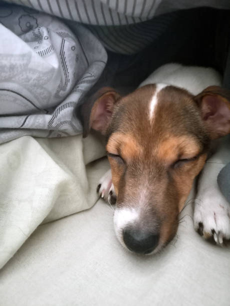 istock Jack Russell terrier puppy covered with blanket sleeping in bed close-up. 1696827321
