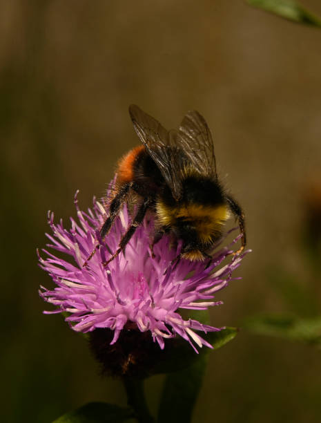 istock Bombus Monticola on Knapweed 2. 1696827889
