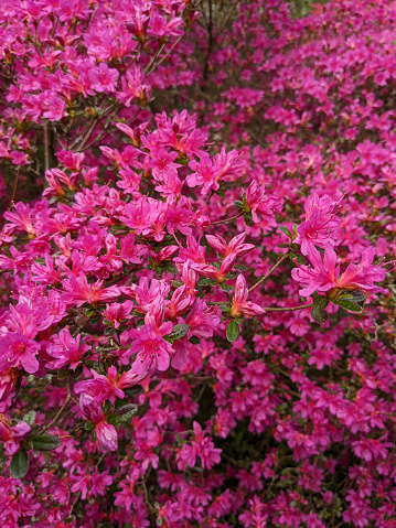 English country gardens. Satsuki azalea in hot pink bloom. Closeup bloom.