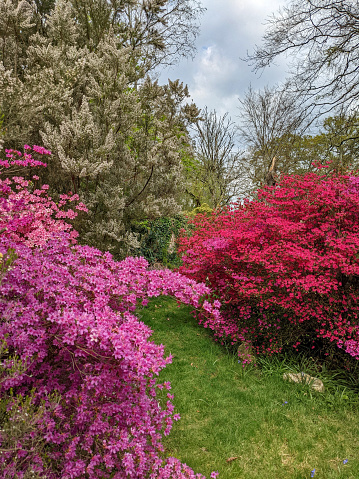 English country gardens. Satsuki azalea in hot pink and red bloom. Cloudy day.