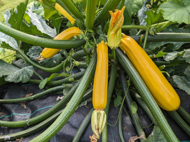 istock Zucchini plant with three yellow courgettes 1696832258
