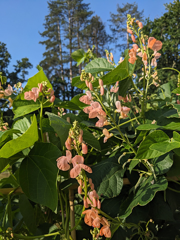 Early morning sun shines on runner bean flowers. Pine trees and blue sky for the background. Organic gardening.