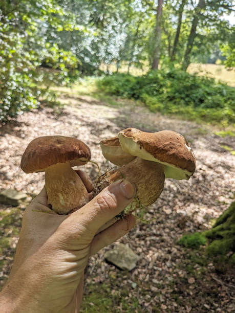 istock Picked Boletus edulis or Penny Bun mushroom in New Forest 1696832293