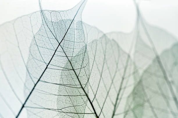 istock plant leaf skeleton colorful background 1696841325