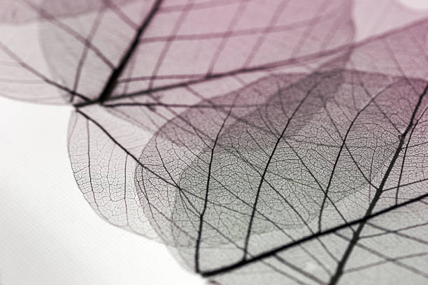 istock plant leaf skeleton colorful background 1696841847