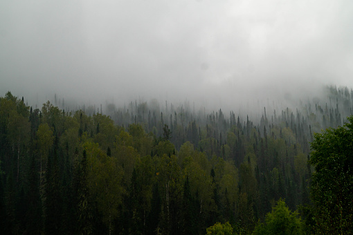 Tops of coniferous trees.Taiga tall fir trees in the fog.Natural landscape.
