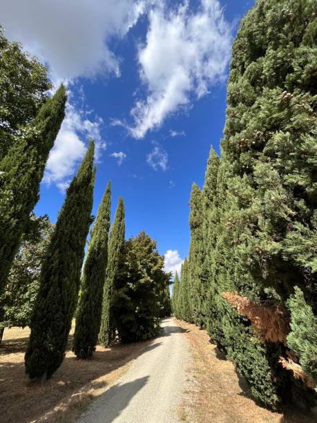 istock Walking in Tuscany countryside 1696857144