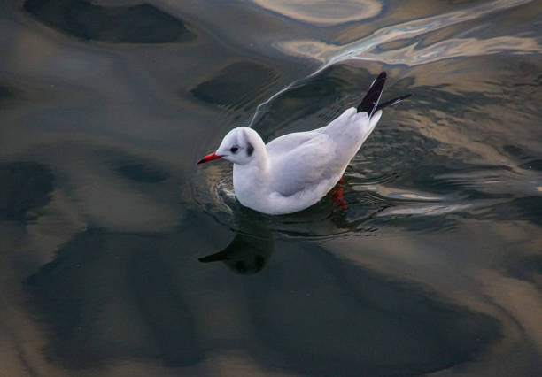 White Seagull bathed in sunlight against the backdrop of the sea. Perfect for adding a touch of nature's beauty to your designs, whether for wildlife conservation campaigns, coastal-themed advertisements, or simply to bring a sense of tranquility to your projects.
