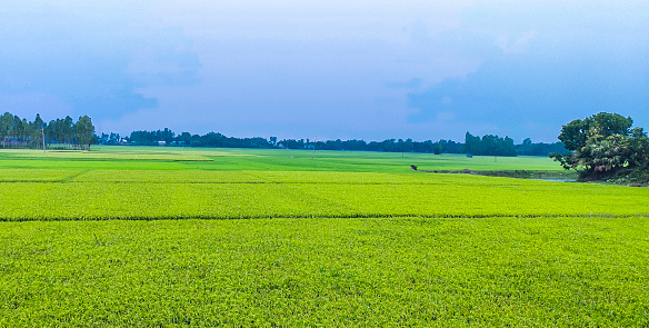 Green rice field photography with blue sky tree village view