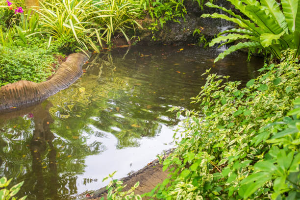 istock Beautiful tropical garden pond 1696865856