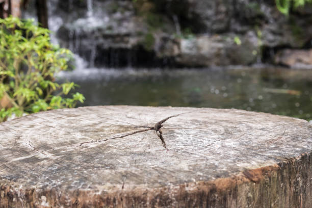 Gnarly wood texture