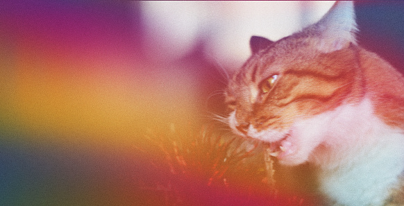Retro film photography effect. Grunge texture frame. Dusted Holographic Abstract Multicolored Vintage Retro Looking Backgound Photo, Rainbow Light Leaks Prism Colors, Cute tabby cat fooling around