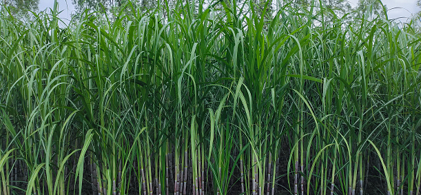 sugarcane field photography for background, Bangladesh jute land tapioca farming crop jute plant agricultural sugarcane fields,