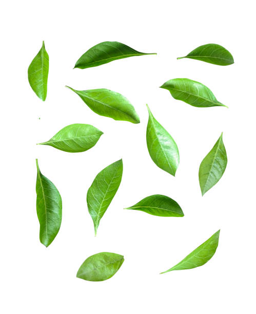istock a single green leaf and tree branch on a white background 1696881835
