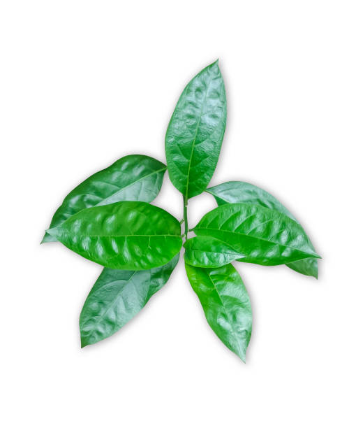 istock a green leaf of Jasmine flower on a white background 1696882936