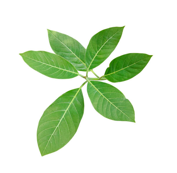 istock a single green leaf and tree branch on a white background 1696883559
