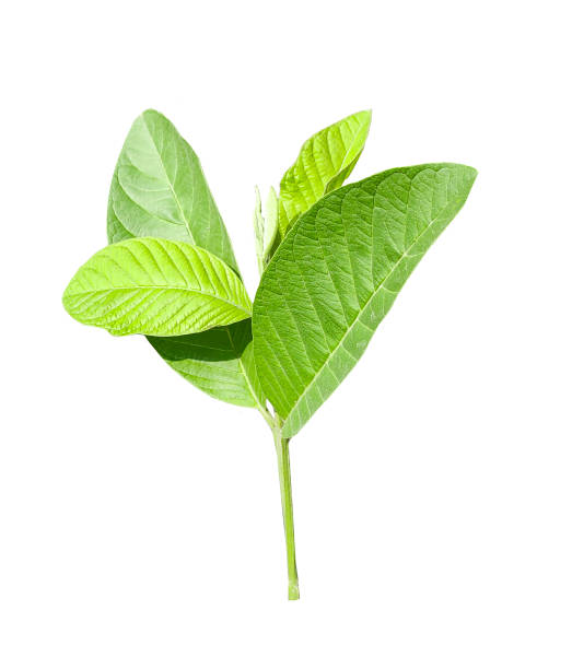 istock green guava leaves are shown on a white background pattern 1696884597