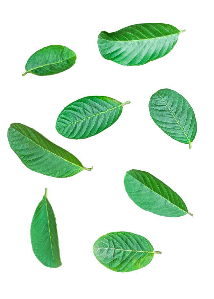 istock green guava leaves are shown on a white background pattern 1696884780