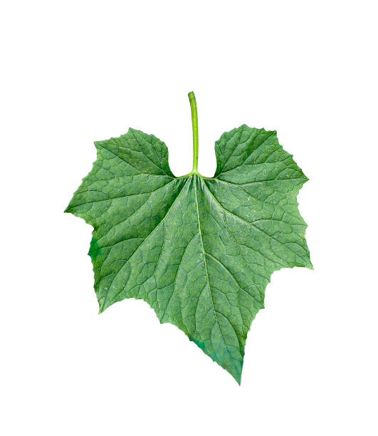 istock a green pumpkin leaf tree branch on white background 1696885179
