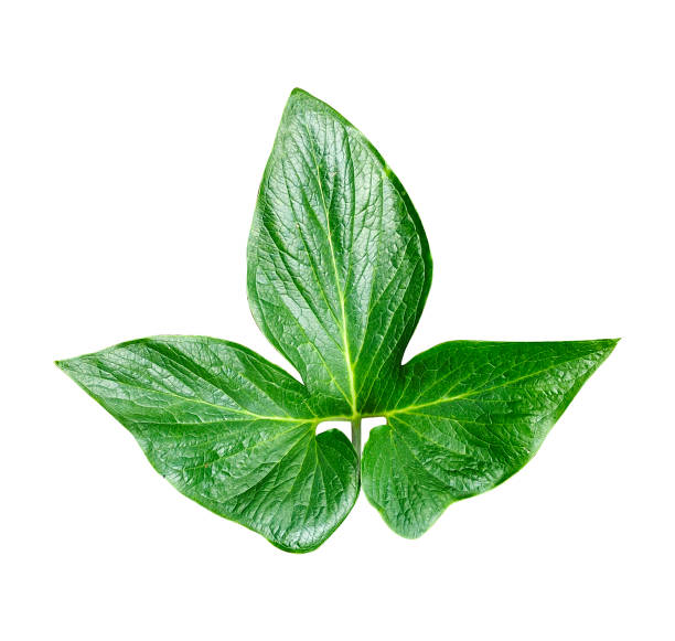 istock a large green leaf is shown on a white background Green leaf isolated on white background Green le 1696885710