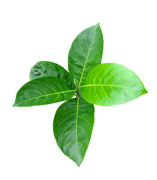 istock a leaf of jackfruit tree on a white background green leaf plant eco nature tree branch isolated, green plant with leaves on white background green leaves green leaf plant eco nature tree 1696886255