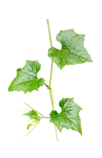 istock a green pumpkin leaf tree branch on white background 1696887935