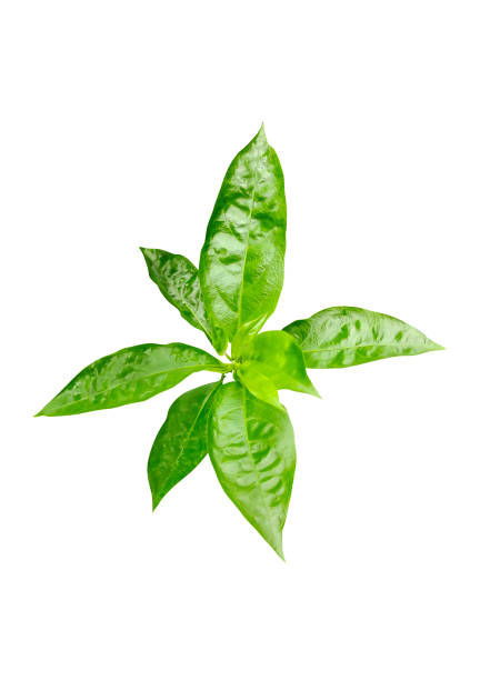 istock a green leaf of Jasmine flower on a white background 1696888528