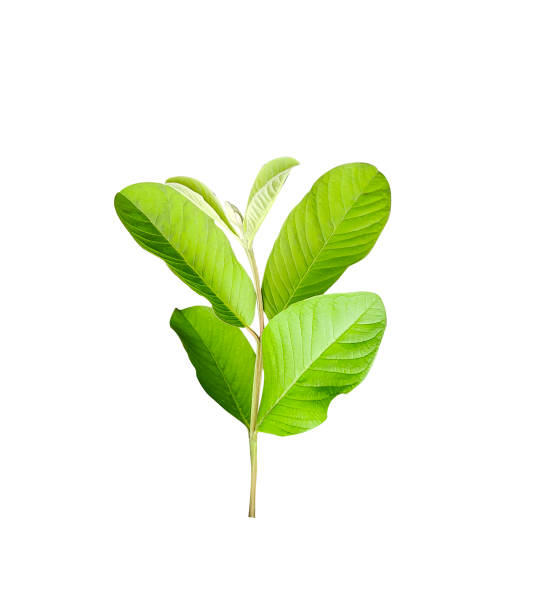 istock green guava leaves are shown on a white background pattern 1696889045