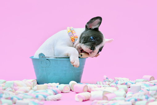 French Bulldog dog puppy in bucket nibbling on handle on pink background with marshmallow sweets