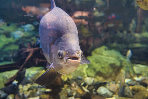 The Black Pacu (Colossoma macropomum) also known to tropical fish keeping, The tambaqui is a large species of freshwater fish in the family Serrasalmidae. It is native to tropical South America