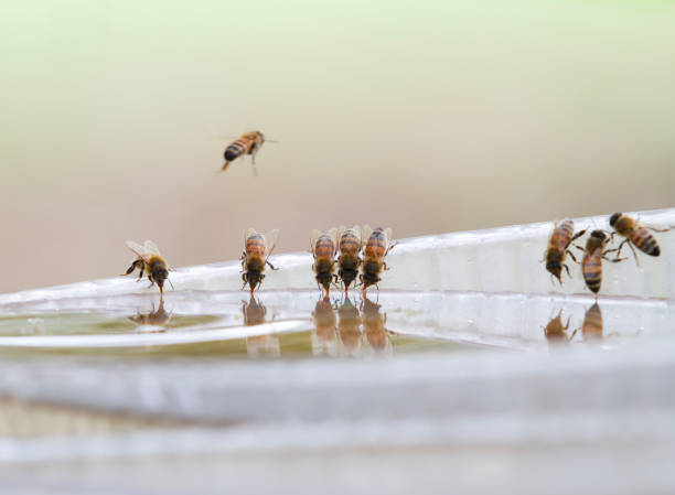 istock Honey bees drinking water in a dish or birdbath with reflections 1696904758