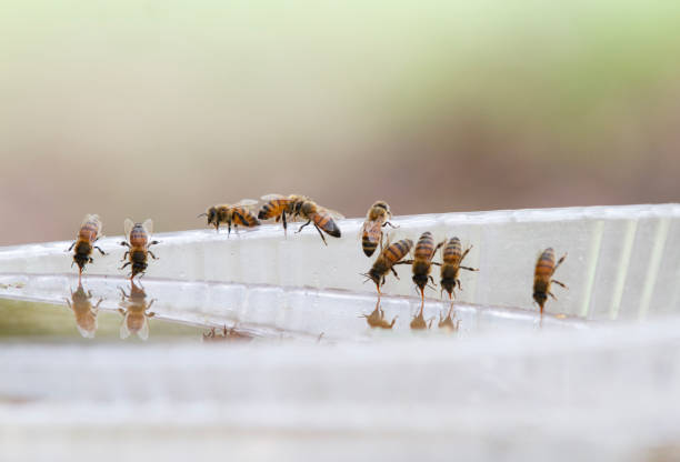 istock Honey bees drinking water in a dish or birdbath with reflections 1696904760