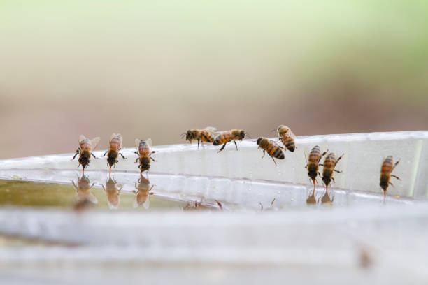 istock Honey bees drinking water in a dish or birdbath with reflections 1696904761