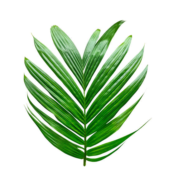istock a green palm leaf is shown on a white background green leaf plant eco nature tree branch 1696907457